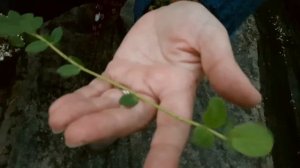 Hoya o fiori di cera come e quanto bagnarla