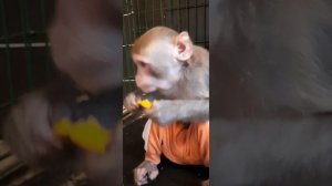 Продолжение сериала "Боря и Жора в гостях " #monkey #обезьяна #макака #macaque