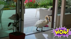 Кот Вилли пришел пожаловаться