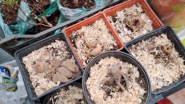 ГОРТЕНЗИЯ И ГЕОРГИНЫ ПРОСЫПАЮТСЯ. НОВЫЕ ПОЧКИ И ПОБЕГИ. смотреть онлайн