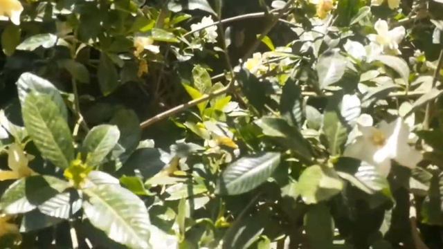 العناية بنبات الجاردنيا/gardenia tree/زهرة الجاردنيا смотреть онлайн