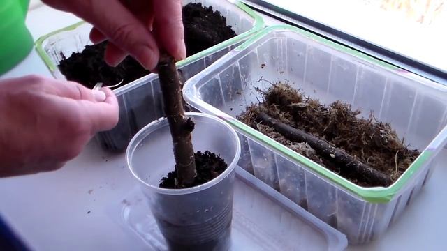 Часть 2 Окоренение черенков инжира во мхе смотреть онлайн