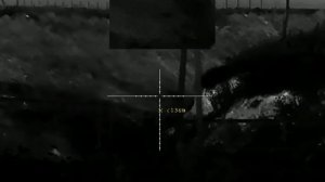 Охота на лис с Pard SA32-25 LRF