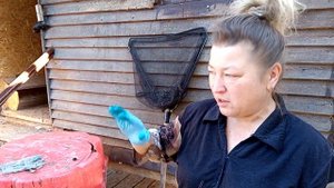 Безошибочное определение пола цесарок