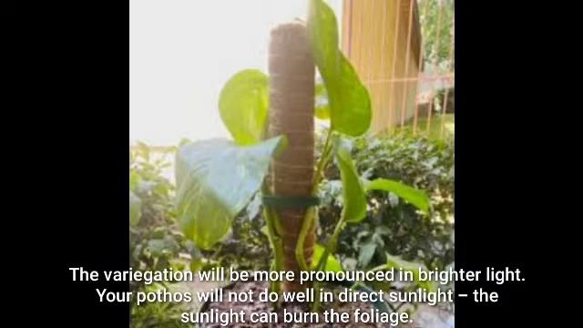 Pothos Plant смотреть онлайн