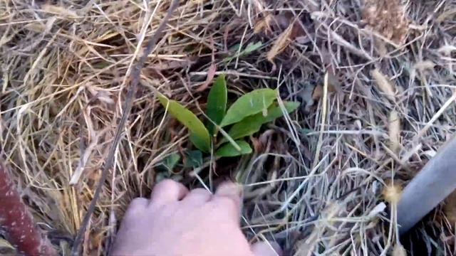 Магнолия крупноцветковая(Грандифлора) Зимовка! смотреть онлайн