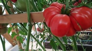 20 августа 2022г Томат МИНУСИНСКИЕ КРАСНЫЕ