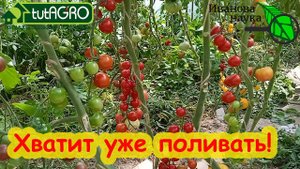 КОГДА ПРЕКРАЩАТЬ ПОЛИВ В ТЕПЛИЦЕ?  Запомните простое правило для прекращения полива томата.