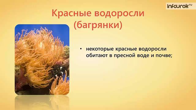 14. Многоклеточные водоросли