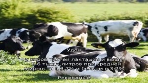 Черно-пестрый КРС – самые распространенные коровы