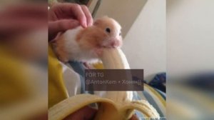 Банан+Хомяк