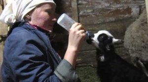 Ягнята | Как растут овечки