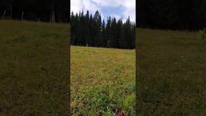 Анекдот про Илья Муромца с бодуна ??????