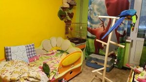 Попугай ара и кубинский амазон вместе на прогулке