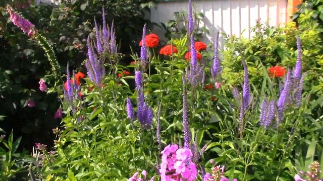 Обзор сада,конец июля.Мой ситцевый цветник.Новые растения. смотреть онлайн