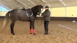 Конный спорт обучение. Видео уроки. Работа в руках. Уступка шенкелю. Михаил кизимов.