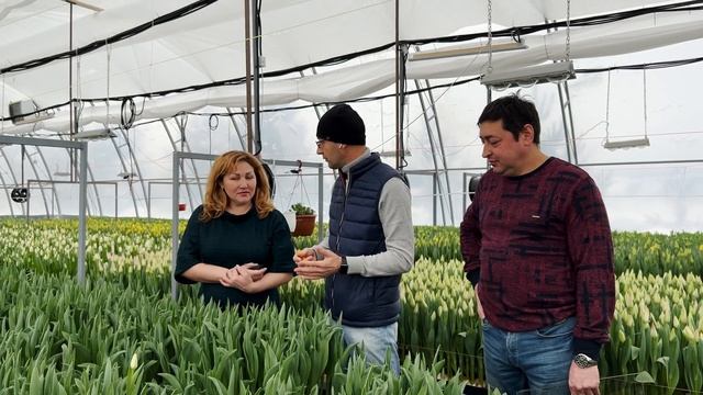 Ошибки при выгонке тюльпанов на гидропонике | Проблемы с корневой системой смотреть онлайн