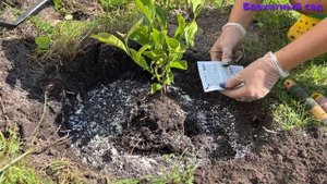 Высаживаем Магнолию Royal Star