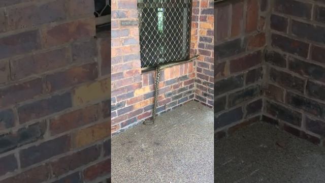 Carpet Python ( dropping by to say hello)