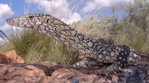 Гигантский варан, или большой варан (лат. Varanus giganteus)