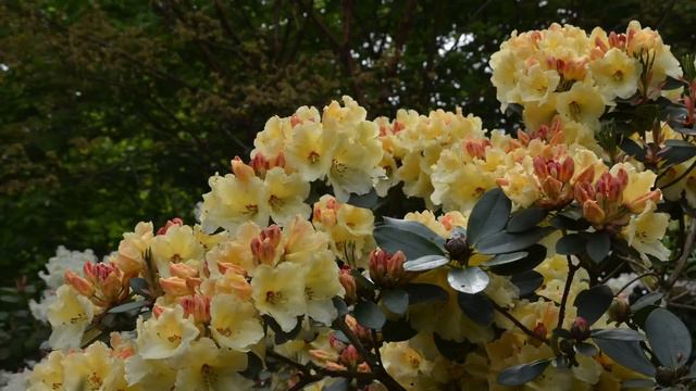 RHODODENDRONS et AZALÉES en fleurs 9 et 10 mai 2015 de 10h à 18h смотреть онлайн