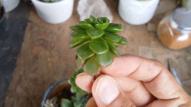 WHY DO SUCCULENT LEAVES BEND DOWNWARDS 
