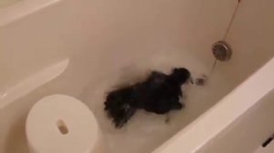 The crow bathes