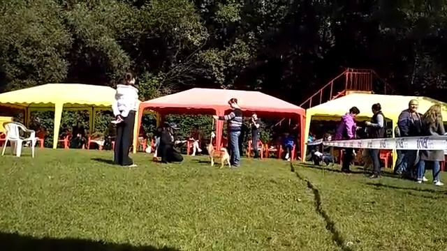 Легенда Арден Дзёракугадзё на НИППО 2017 смотреть онлайн