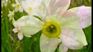 Зона смешанных и широколиственных лесов