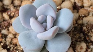 Моя эхеверия лау, уход и особенности. Как выглядит маленькая echeveria laui выращенная из семян.