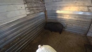 Скрестили вьетнамскую свинью с ландрасом. О каких нюансах нужно знать.