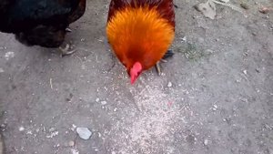 Как петух созывает кур