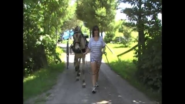 Fjord Horse For Sale смотреть онлайн