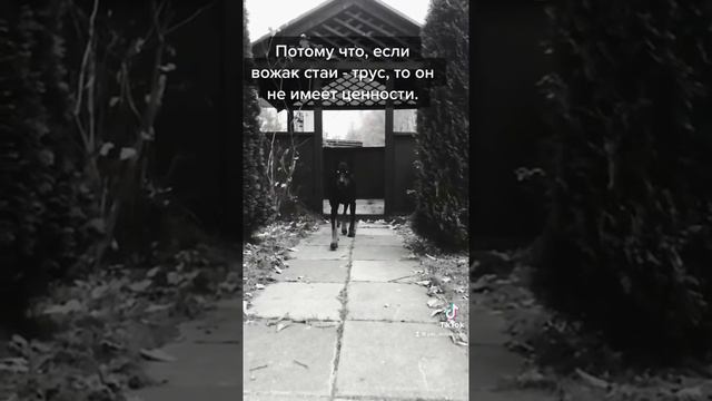 Психология собак. Когда собака будет защищать хозяина.