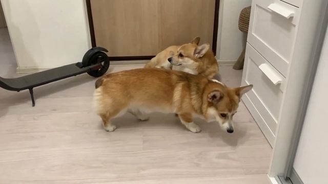 MY CORGI FLOCK ❤️️ Taffy & Saddy смотреть онлайн