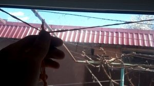 Обзор на огурцы (бабушкин секрет)