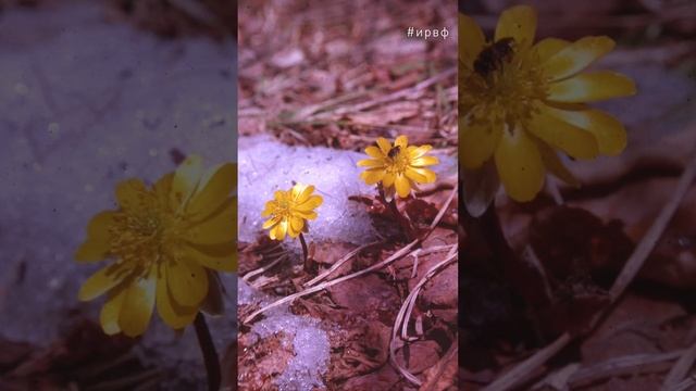 Самуил Маршак «Круглый год»: март, апрель, май