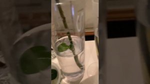 Как вырастить ДЕТОК ОРХИДЕИ на срезаном цветоносе