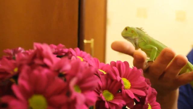 Она ест мои хризантемы смотреть онлайн