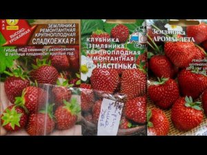 Как вырастить землянику из семян в домашних условиях на рассаду