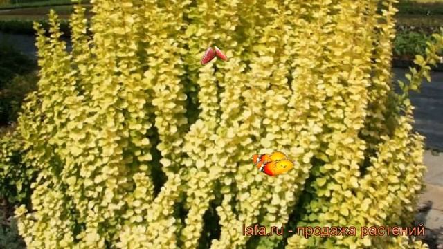 Барбарис тунберга Мария (berberis thunbergii maria) ? обзор: как сажать, саженцы барбариса Мария смотреть онлайн