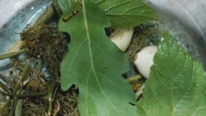 Засолка огурцов холодным способом