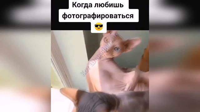 приколы с котами \ животные ржачные моменты