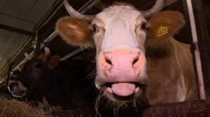 В Смоленской области на треть сократилось число домашних животных, заражённых бешенством