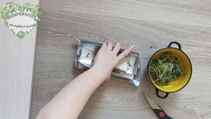 как выглядит микрозелень горчицы