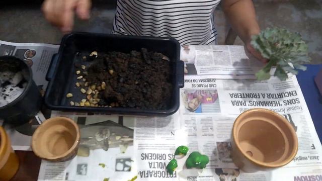 #REPLANTE ECHEVERIA SHAVIANA смотреть онлайн