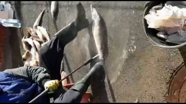 Как почистить рыбу быстро? смотреть онлайн