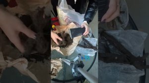 Посылка с пионами из Пулков сада