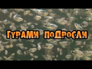 МАЛЬКИ ГУРАМИ . 10 ДНЕЙ. ЭФФЕКТ ДАФНИИ.