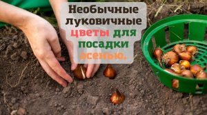 Необычные луковичные цветы для посадки осенью.?